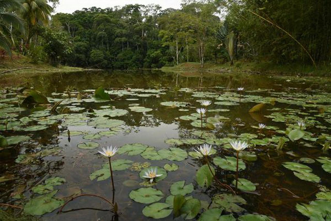 La Laguna Del Lagarto Eco-Lodge Pital  Екстериор снимка